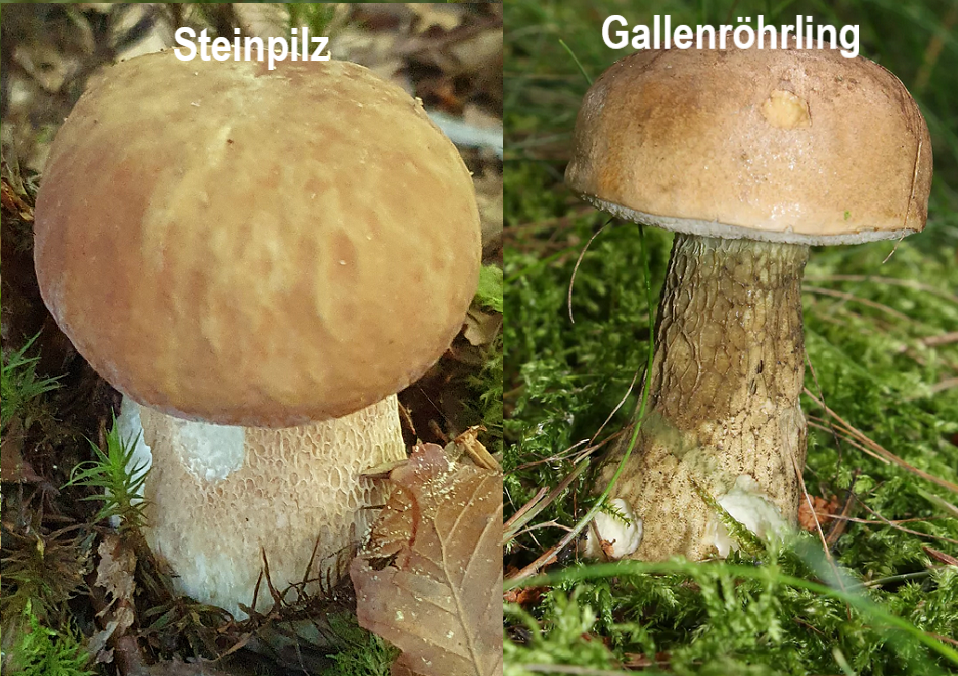 Steinpilz vs. Gallenröhrling image