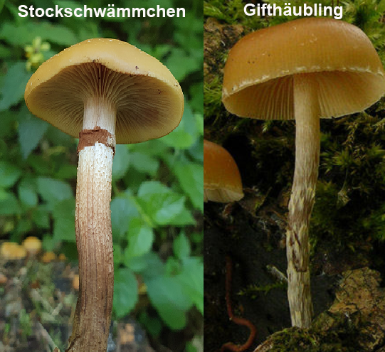Stockschwämmchen vs. Gifthäubling image
