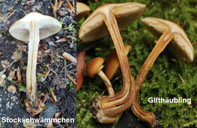 Stockschwämmchen vs. Gifthäubling image