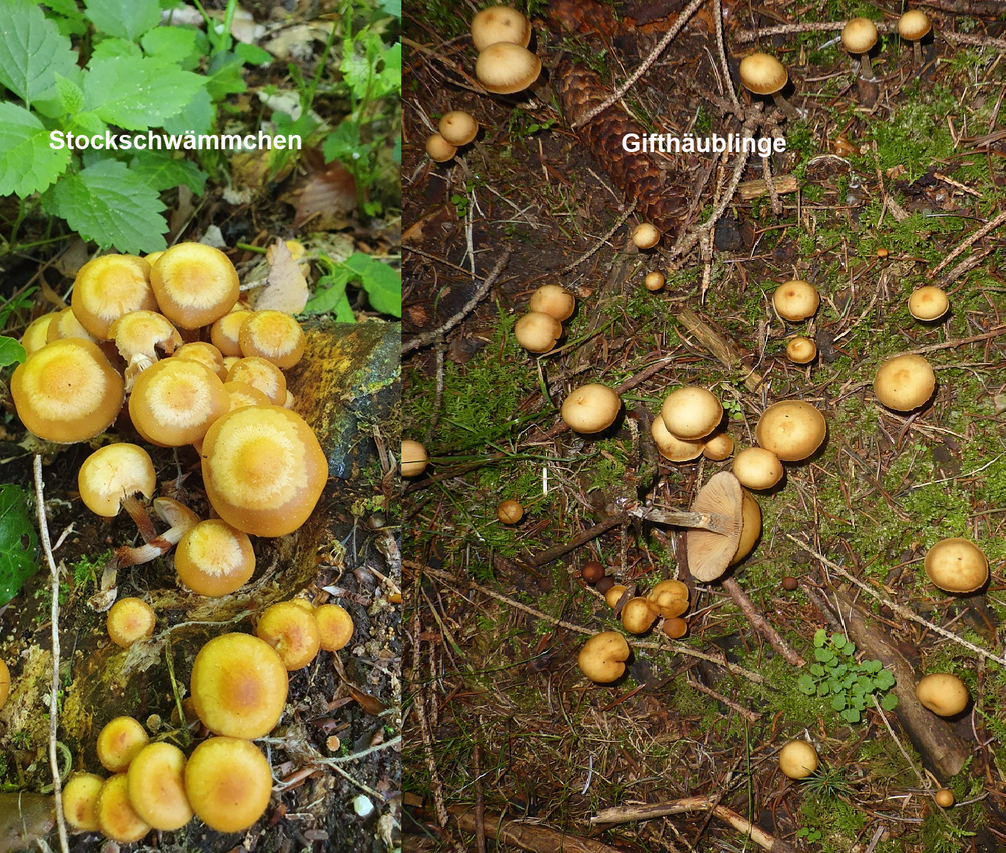 Stockschwämmchen vs. Gifthäubling image
