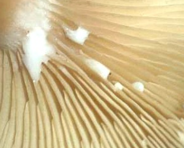 Milchling image