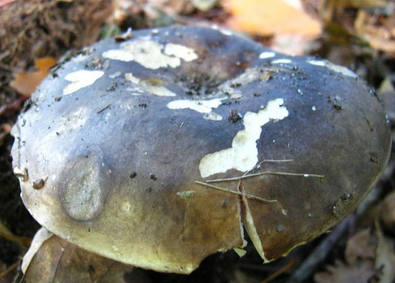 Dickblättriger Schwärztäubling image