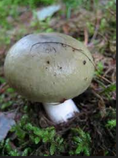Grasgrüner Täubling image